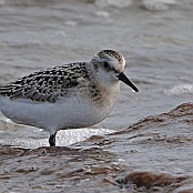 Sanderling  "Calidris alba"